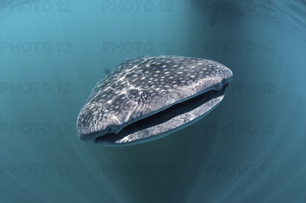 Whale shark, Rhincodon typus, Triton Bay, West Papua, Indonesia, Asia