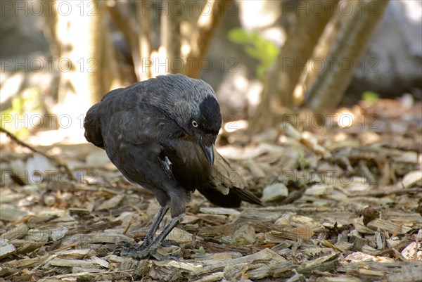Jackdaw on the ground