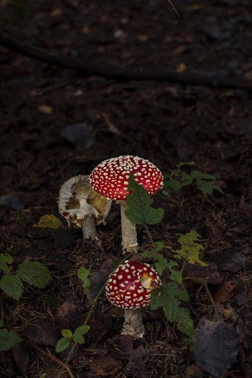 Fly agaric group (Amanita muscaria), growing on mossy forest soil between a blackberry bush,