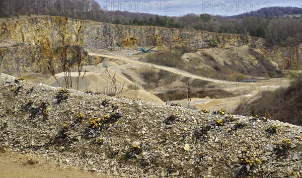 Coltsfoot on the edge of a quarry, Coltsfoot on the edge of a quarry