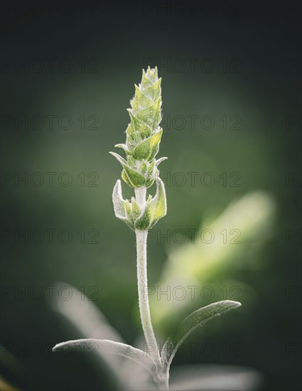 Greek mountain tea (sideritis scardica)
