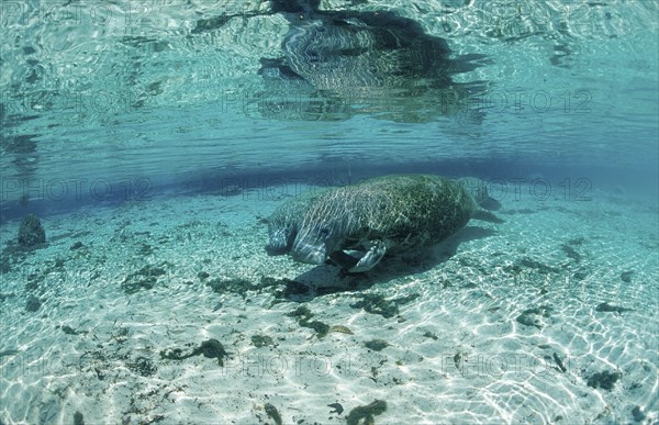 Round-tailed manatee, mother and calf, Trichechus manatus latirostris, USA, Florida, FL, Crystal