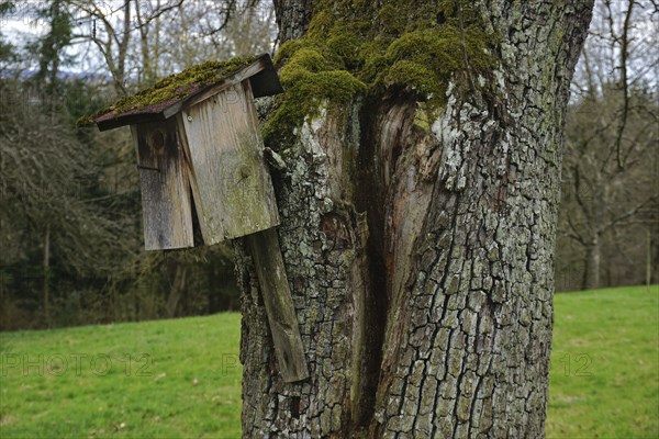 Vogel-Nistkasten, alt und beschädigt, an einem pear tree auf der Streuobstwiese, Bird nesting box,