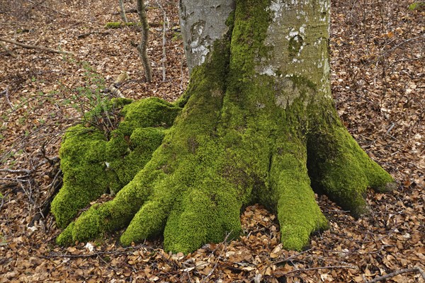 European beech, Fagus sylvatica, common beech, European beech, tree trunk, tree roots, tree trunk,