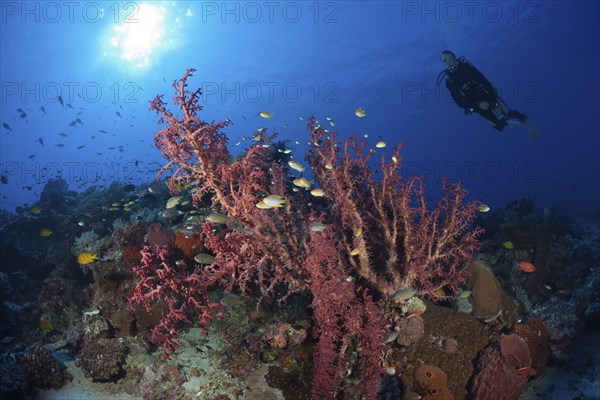 Soft coral on the reef, Siphonogorgia godeffroyi, Kai Islands, Moluccas, Indonesia, Asia