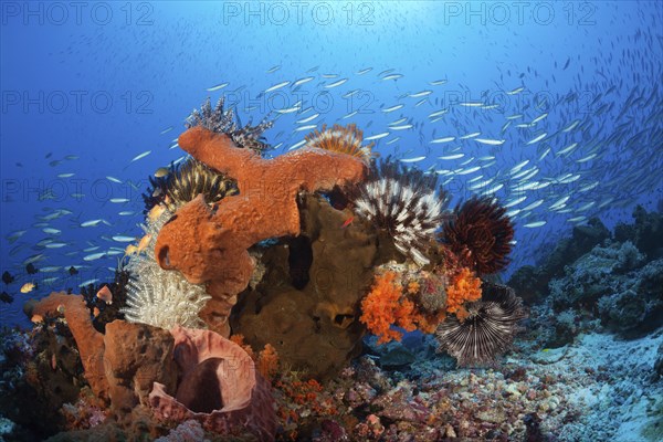 Various sponges on the reef, Kai Islands, Moluccas, Indonesia, Asia