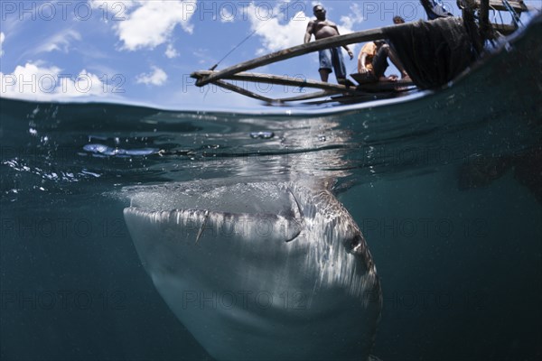 Fishermen feeding whale sharks, Rhincodon typus, Triton Bay, West Papua, Indonesia, Asia