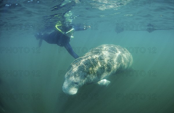 Round-tailed manatee and snorkeller, Trichechus manatus latirostris, USA, Florida, FL, Crystal