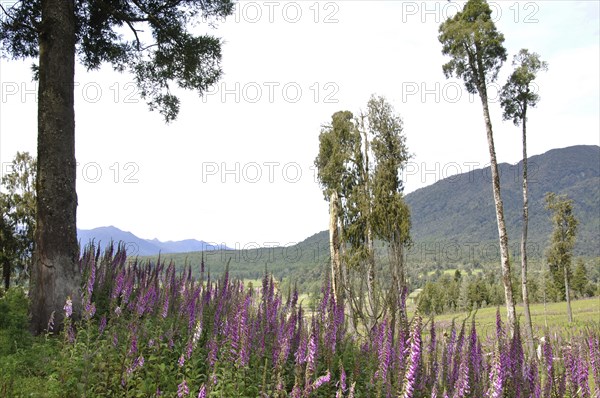 Flowering Foxgloves (Digitalis purpurea), West Coast, South Island, New Zealand, Oceania