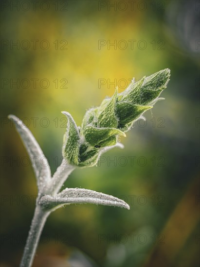 Greek mountain tea (sideritis scardica)