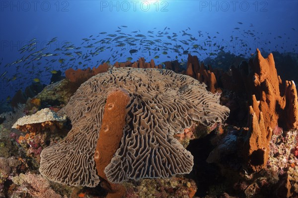 Coral reef with lettuce coral, Pectinia lactuca, Kai Islands, Moluccas, Indonesia, Asia