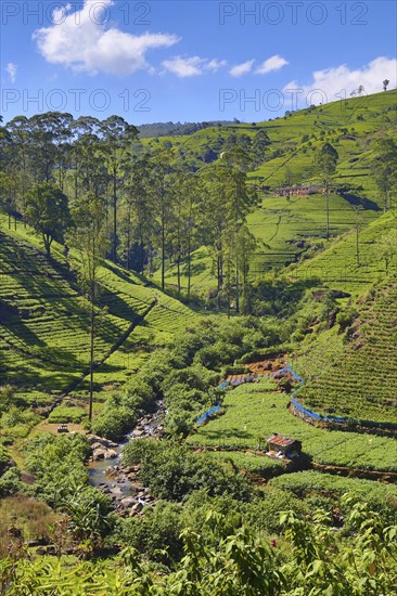 Beautiful mountain landscape with tea plantation in Sri Lanka, HDR image