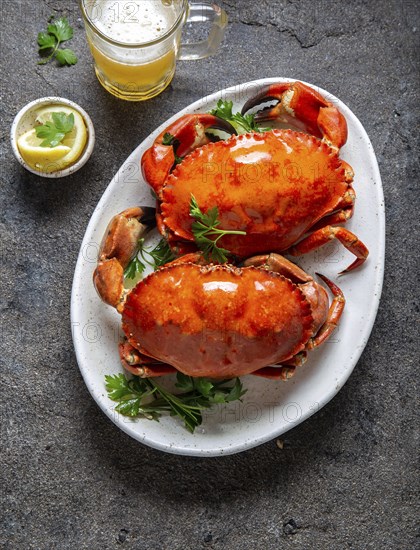 Whole cooked crabs on white plate with lemon and beer. Gray concrete background. Top view
