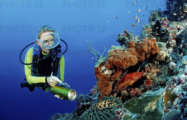 Diver on coral reef with jewelled perch, Cephalopholis miniata, Maldives, Indian Ocean, Meemu
