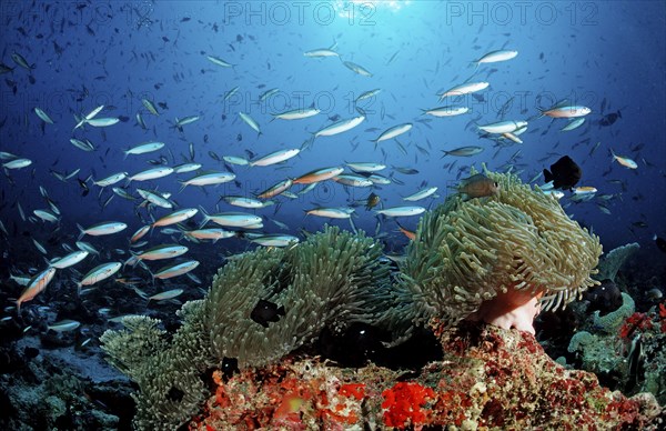 Neon fusiliers and magnificent anemones, Pterocaesio tile, Heteractis magnifica, Maldives, Indian