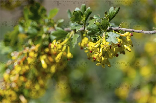 Yellow Ribes aureum flower blooming. Flowers of golden currant at spring