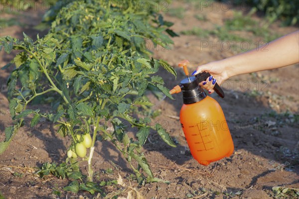 Spraying of tomato bushes. Protecting tomato plants from fungal disease or vermin with pressure