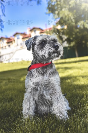 Portrait of a beautiful dog schnauzer sitting on the grass and looking into the distance in the