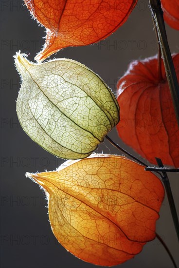 Orange, green and yellow flowers of Physalis against gray background