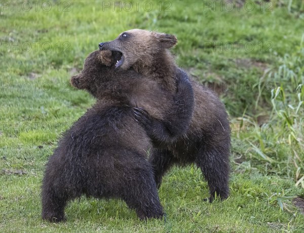 Two brown bear cubs playing in the wild, Kamchatka, Russia, Europe