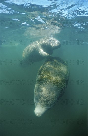 Round-tailed manatee, Trichechus manatus latirostris, USA, Florida, FL, Everglades, North America