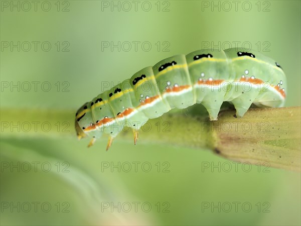 Xylena exsoleta