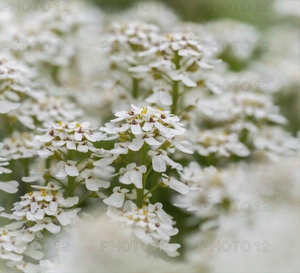Evergreen candytuft (Iberis sempervirens)