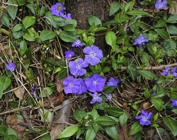 Periwinkle, Vinca, blue periwinkle, periwinkle, bigleaf periwinkle, Bigleaf Periwinkle, Vinca major
