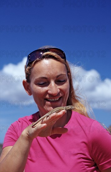 Tourist and rail lizard, Cnemidophorus murinus ruthveni, Netherlands Antilles, Bonaire, Washington