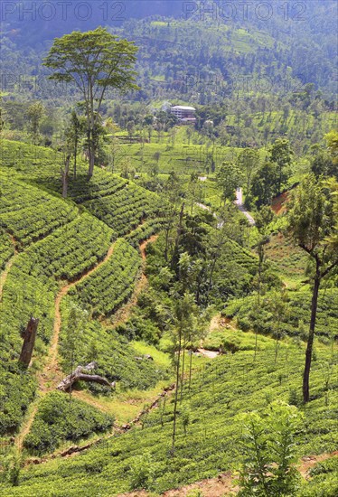 Mountain tea plantation in Sri Lanka