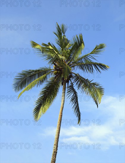 Branches of coconut palm against blue sky