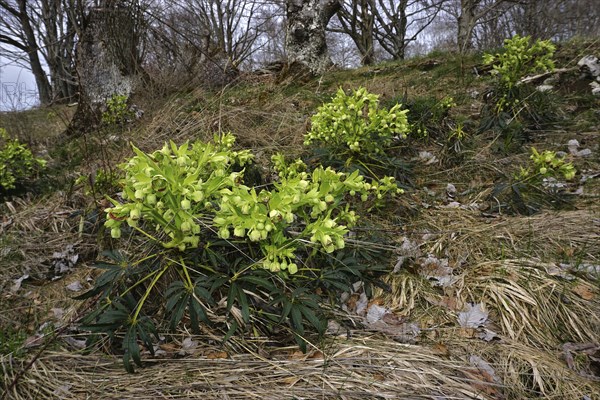 Stinking hellebore, Helleborus foetidus, dungwort, bearsfoot, bear's foot hellebore, on the swabian