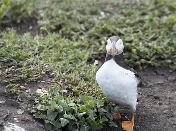 Puffins on the ground on Inner Farne Lsland in the Farne Islands, Northumberland, England, United