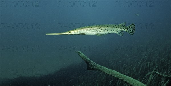 Longnose garfish, Lepisoteus osseus, USA, Florida, FL, North America