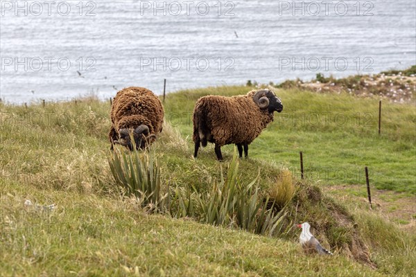 Goats (Capra), Otago Peninsula, New Zealand, Oceania