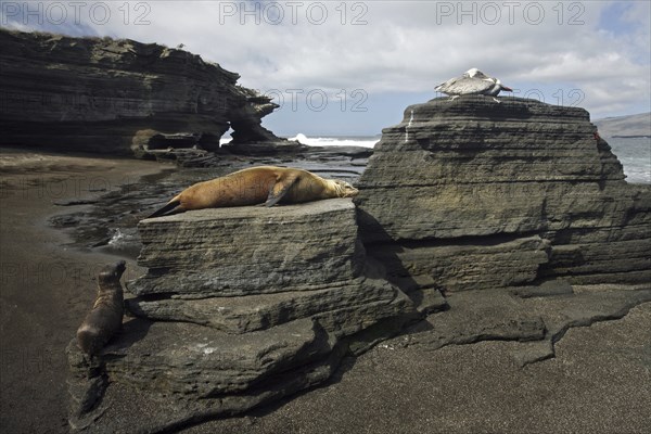 Galapagos sealions, Galápagos sea lions (Zalophus wollebaeki) and Brown pelicans (Pelecanus