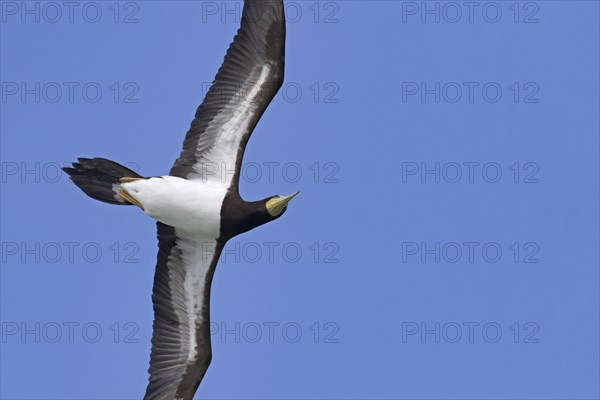 Brown booby (Sula leucogaster) in flight soaring against blue sky