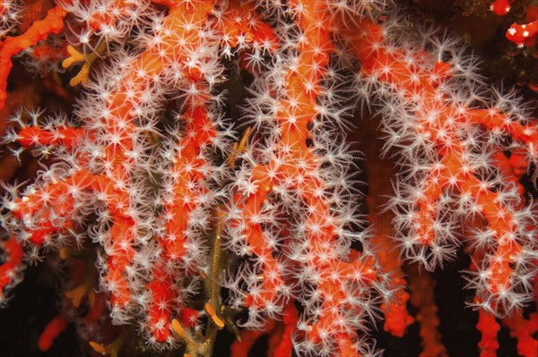 White polyps of red coral (Corallium rubrum) filter plankton from seawater, Mediterranean Sea,