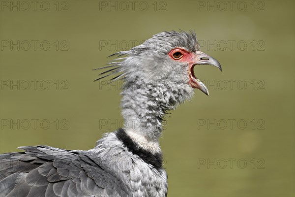 Collared Weirbird (Chauna torquata), also called Chauna, captive, occurring in tropical and