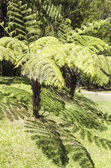 Giant fern leaves with shadows in the jungle. Malaysia