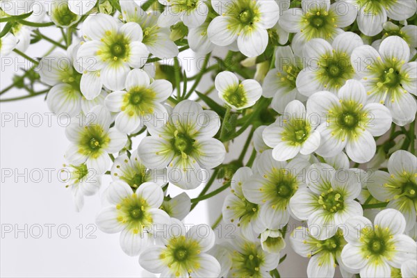 White blooming flowers of 'Saxifraga x Arendsii White Pixie' plant