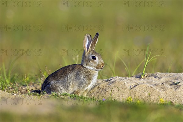European rabbit (Oryctolagus cuniculus), common rabbit juvenile sitting in front of burrow, warren