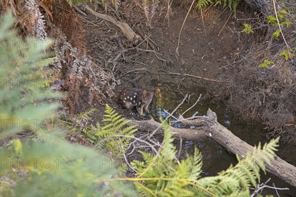 Tiger quoll drinking at a waterhole in Narawntapu National Park, Tasmania