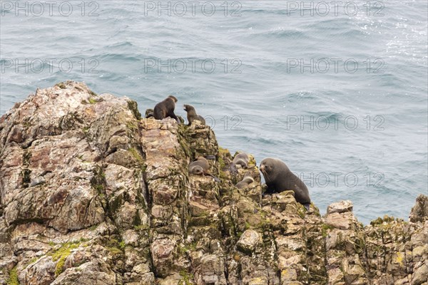 Pinnipeds (Pinnipedia), Nugget Point, Otago, New Zealand, Oceania