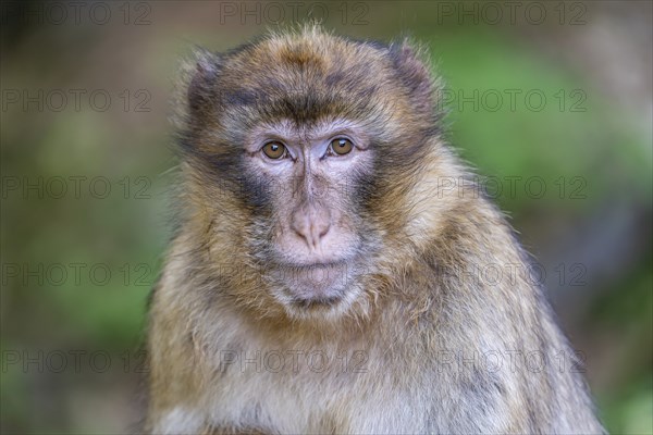 Barbary macaque (Macaca sylvanus), Occurrence in Morocco, captive, Rhineland-Palatinate, Germany,