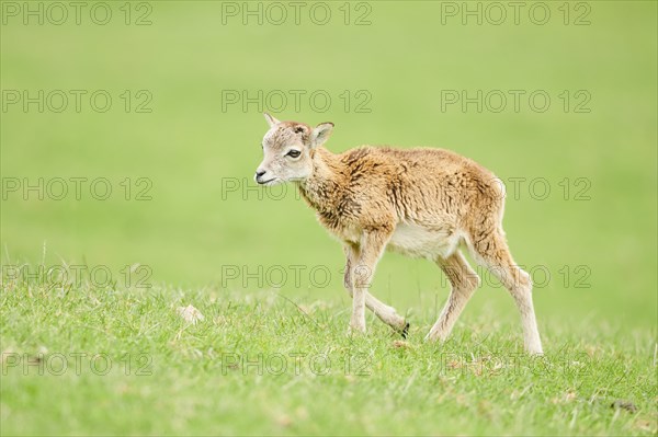 European mouflon (Ovis aries musimon) running standing on a meadow, tirol, Kitzbühel, Wildpark