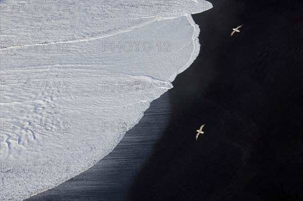 Aerial view over wave rolling over black sand, lava beach with two northern fulmars flying by at