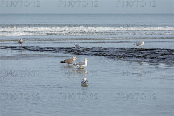 Seagulls, pier, waves, sea, Westende, Middelkerke, Belgium, Europe