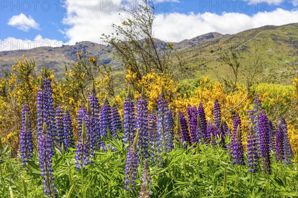 Lupins (Lupinus), New Zealand, Oceania