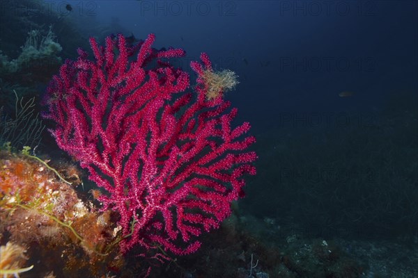 Violescent sea-whip (Paramuricea clavata) with open polyps in the Mediterranean near Hyères. Dive